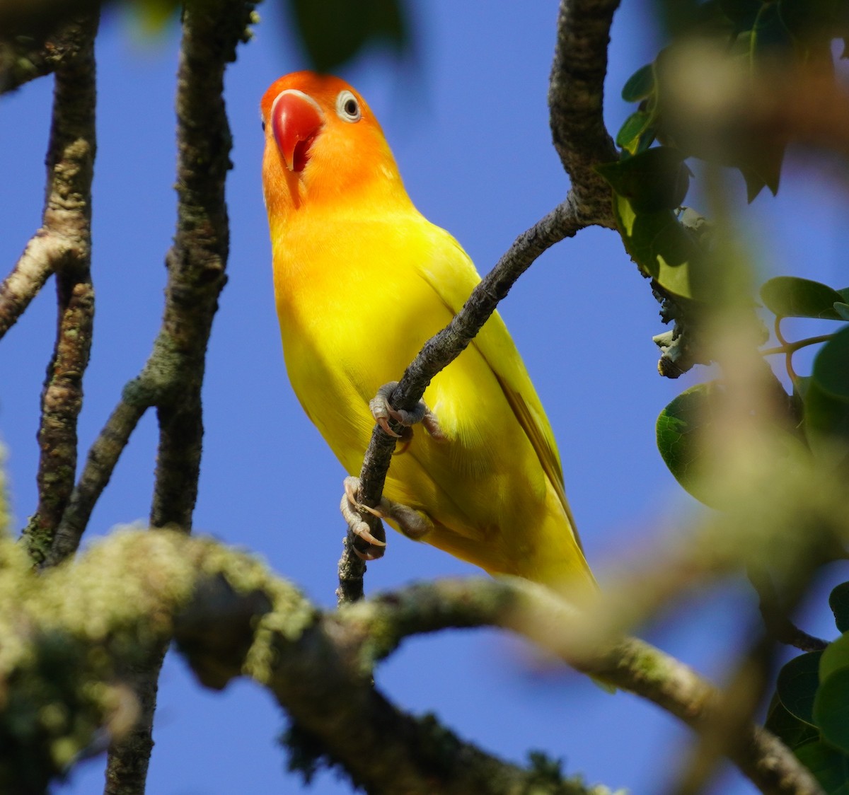 lovebird sp. - ML638628033