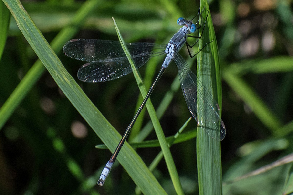 Insects - ML638628068