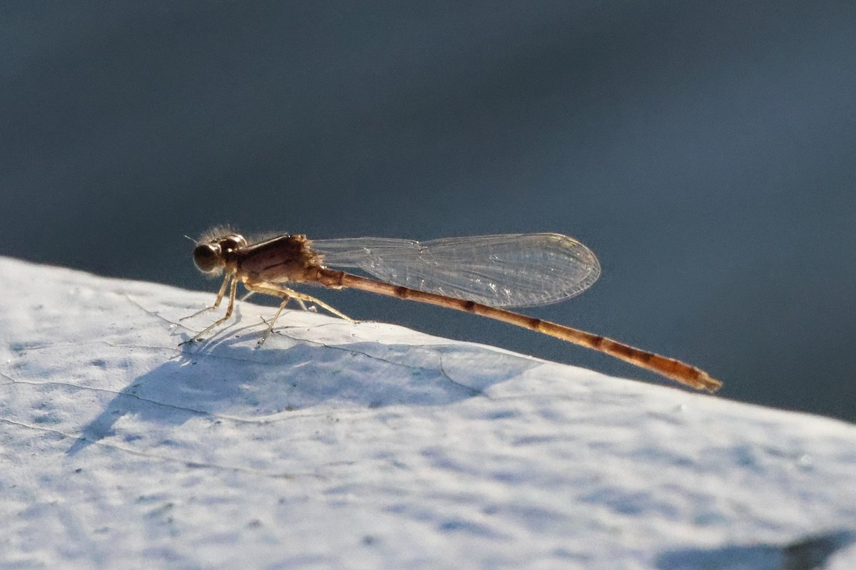 Insects - ML638628104