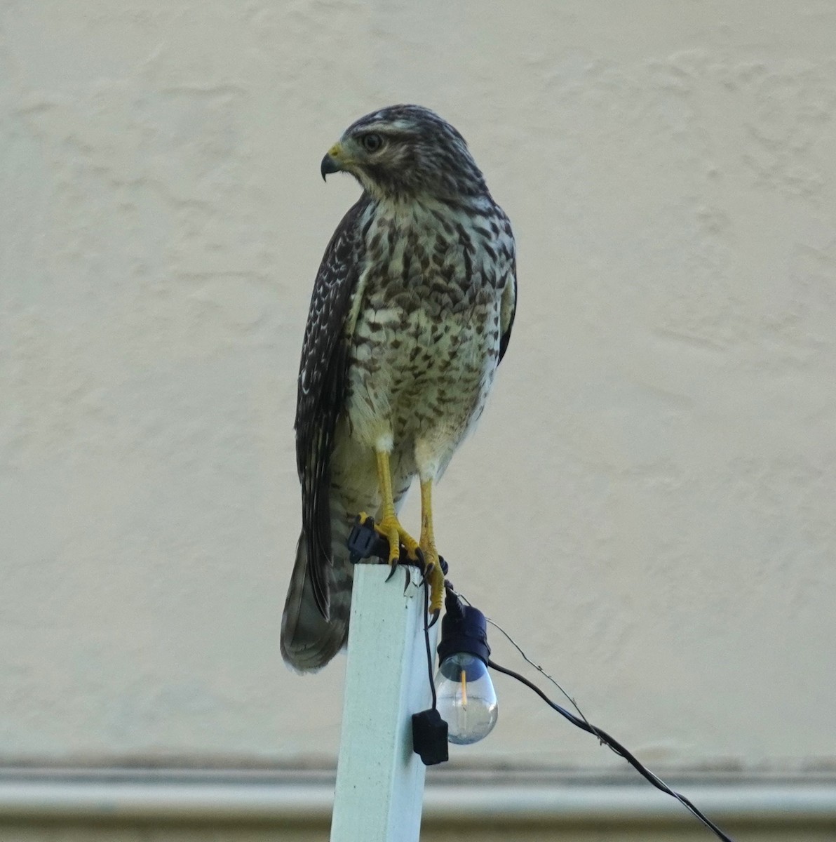 Red-shouldered Hawk - ML638628114