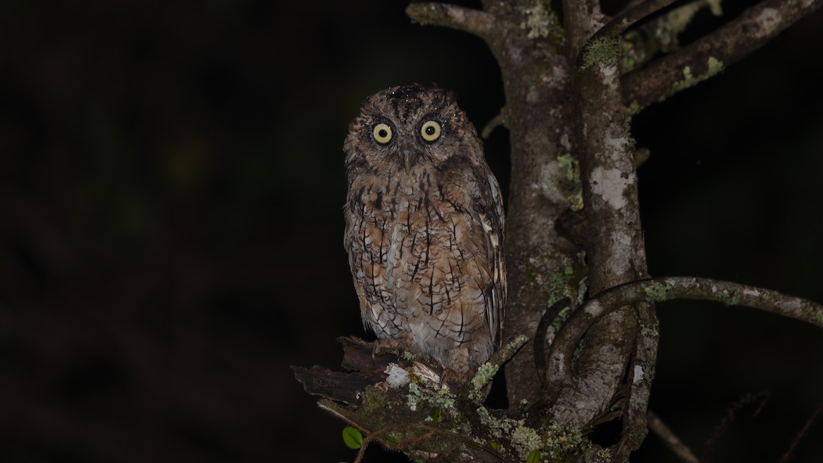 Long-tufted Screech-Owl - ML638628190