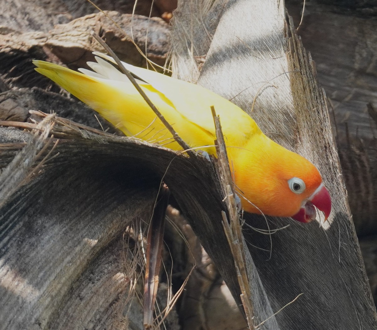 lovebird sp. - ML638628245