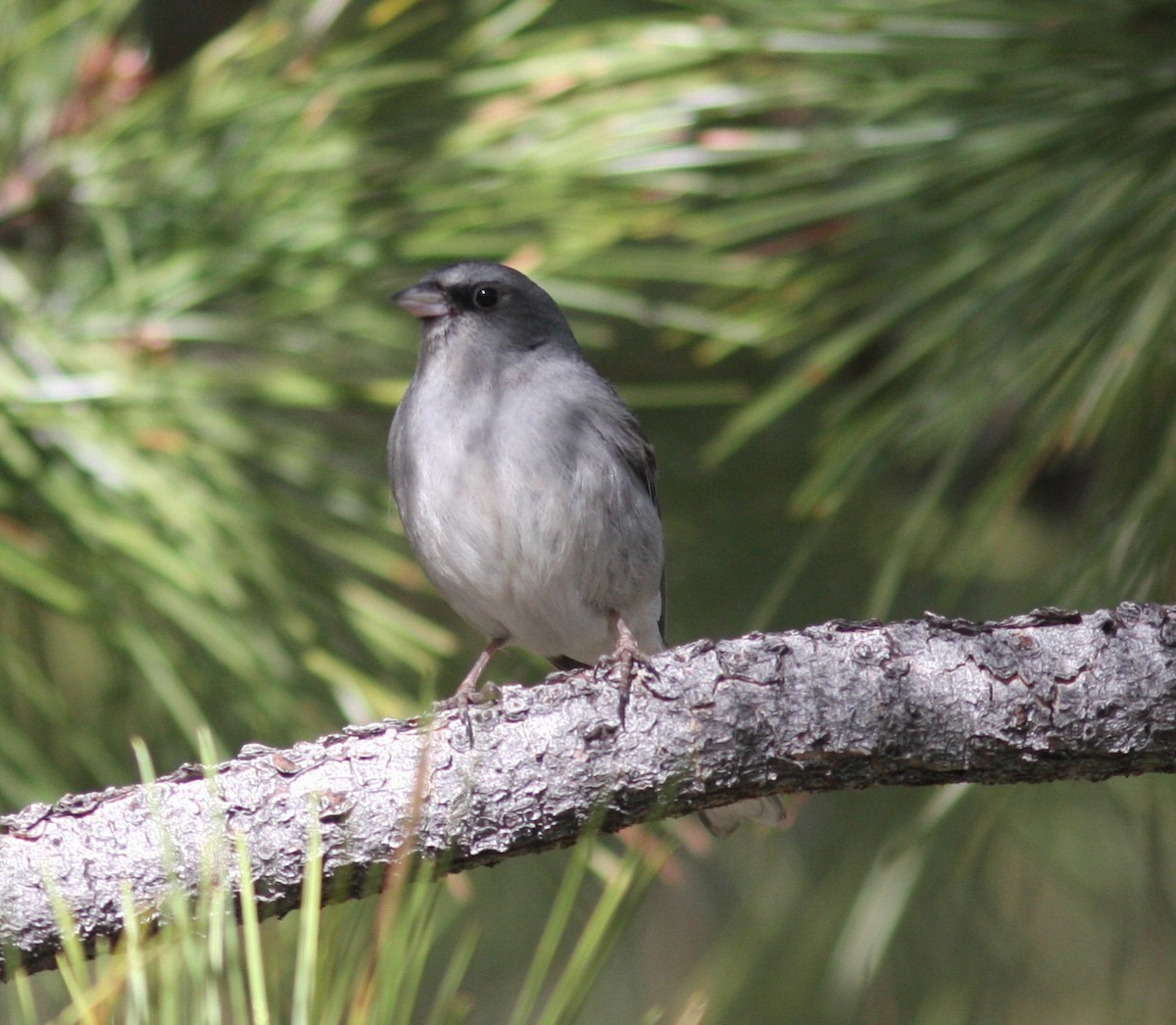 Junco ardoisé (dorsalis) - ML638628263