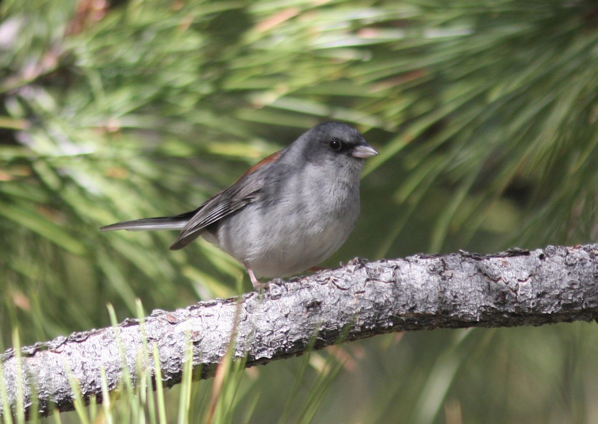 Junco ardoisé (dorsalis) - ML638628264