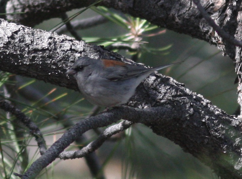 Junco ardoisé (dorsalis) - ML638628265