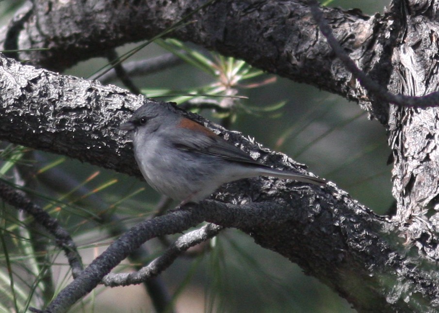 Junco ardoisé (dorsalis) - ML638628266