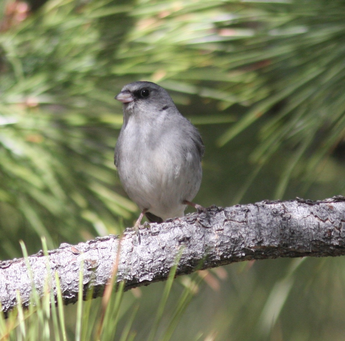 Junco ardoisé (dorsalis) - ML638628267