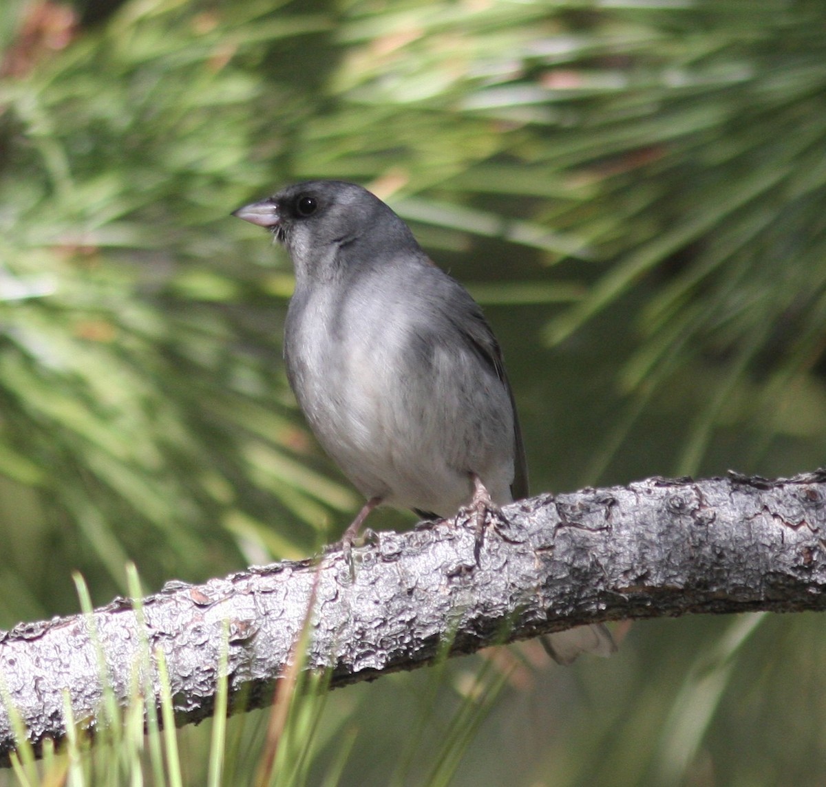 Junco ardoisé (dorsalis) - ML638628268