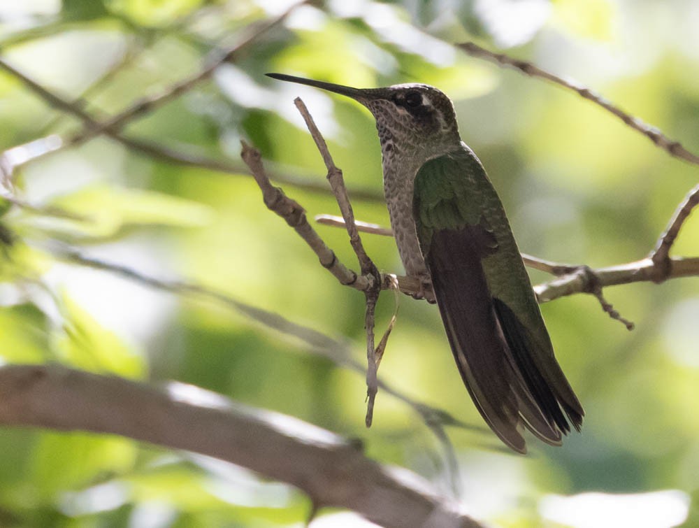 Rivoli's Hummingbird - ML638628282