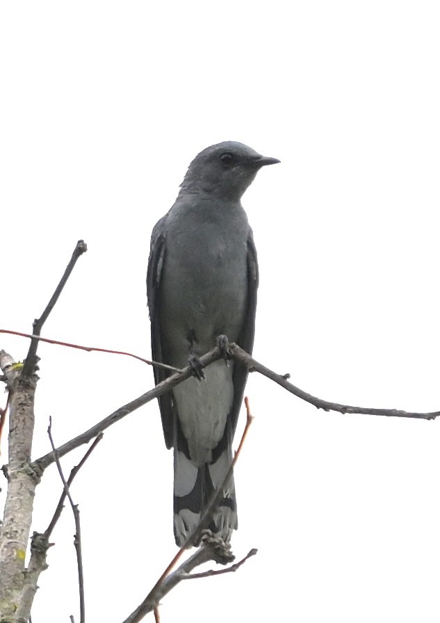 Indochinese Cuckooshrike - ML638628301