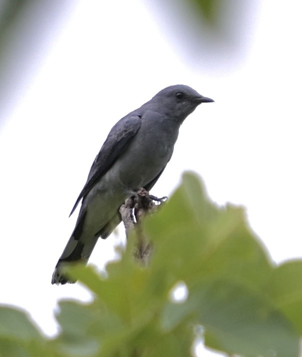 Indochinese Cuckooshrike - ML638628302