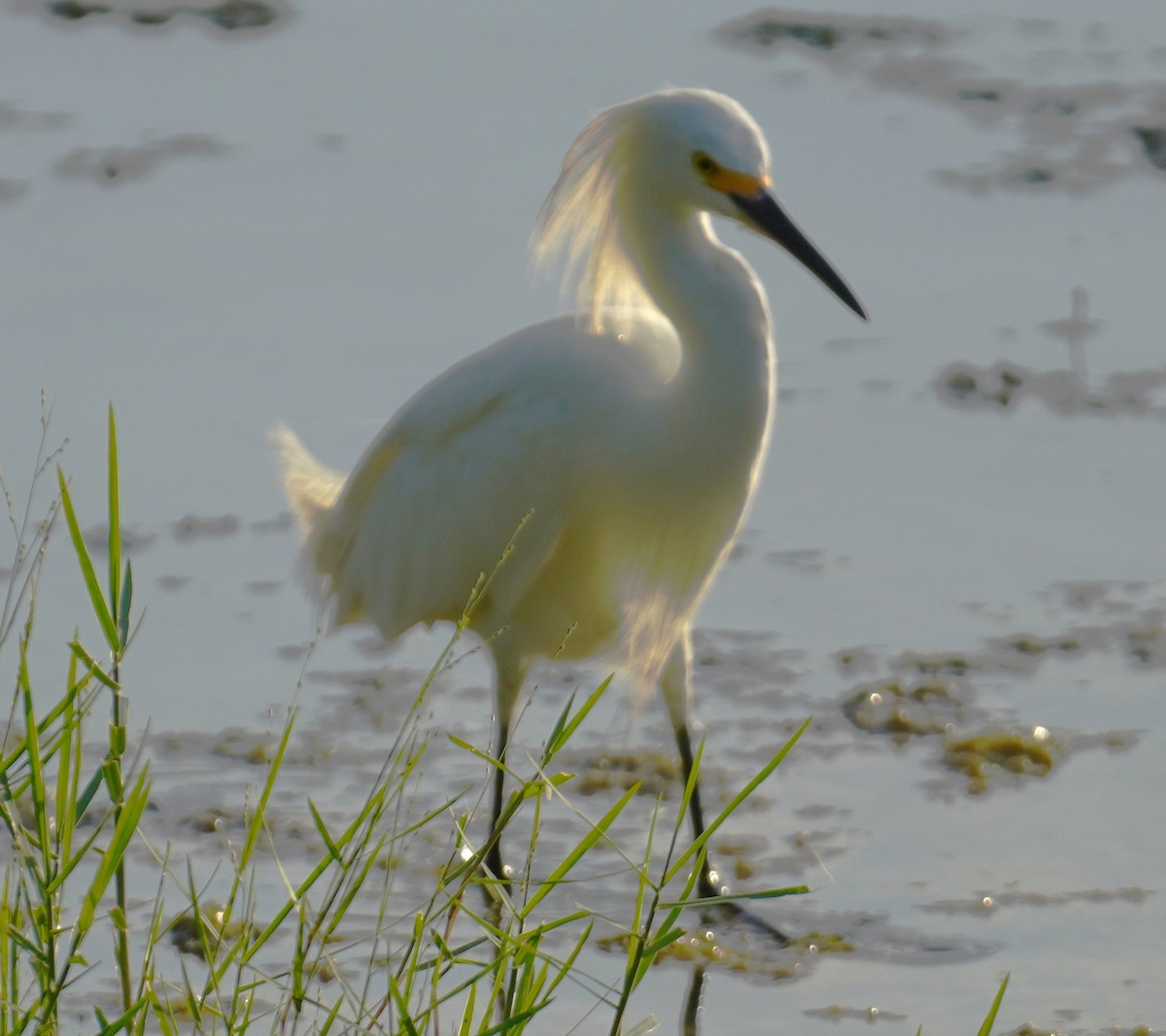 Snowy Egret - ML638628309