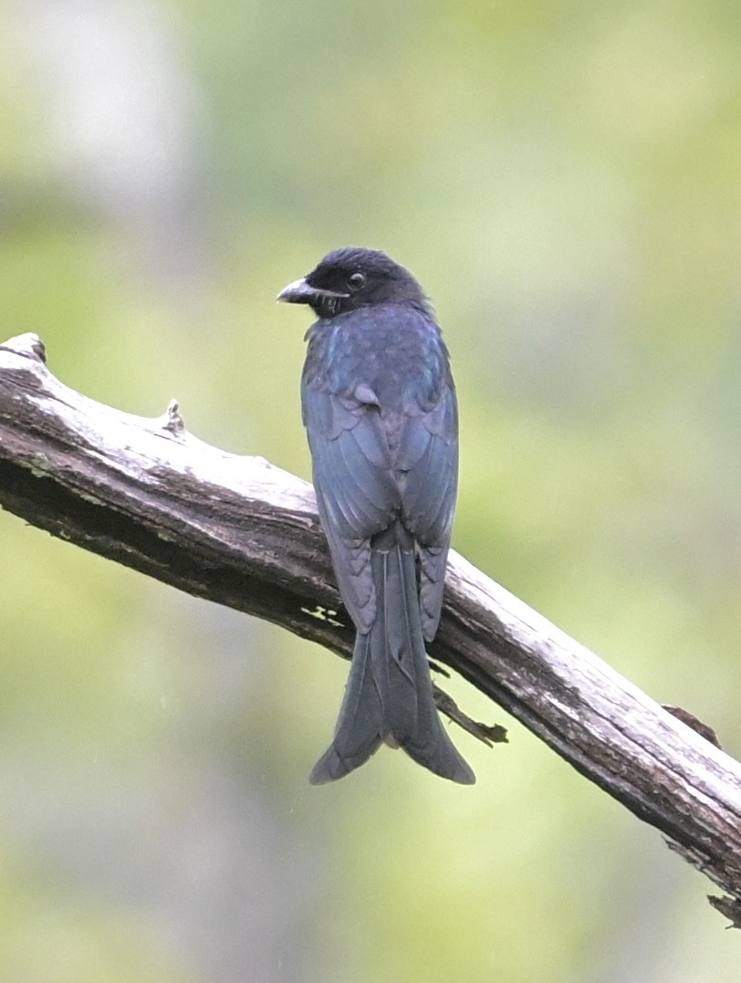 Bronzed Drongo - ML638628346