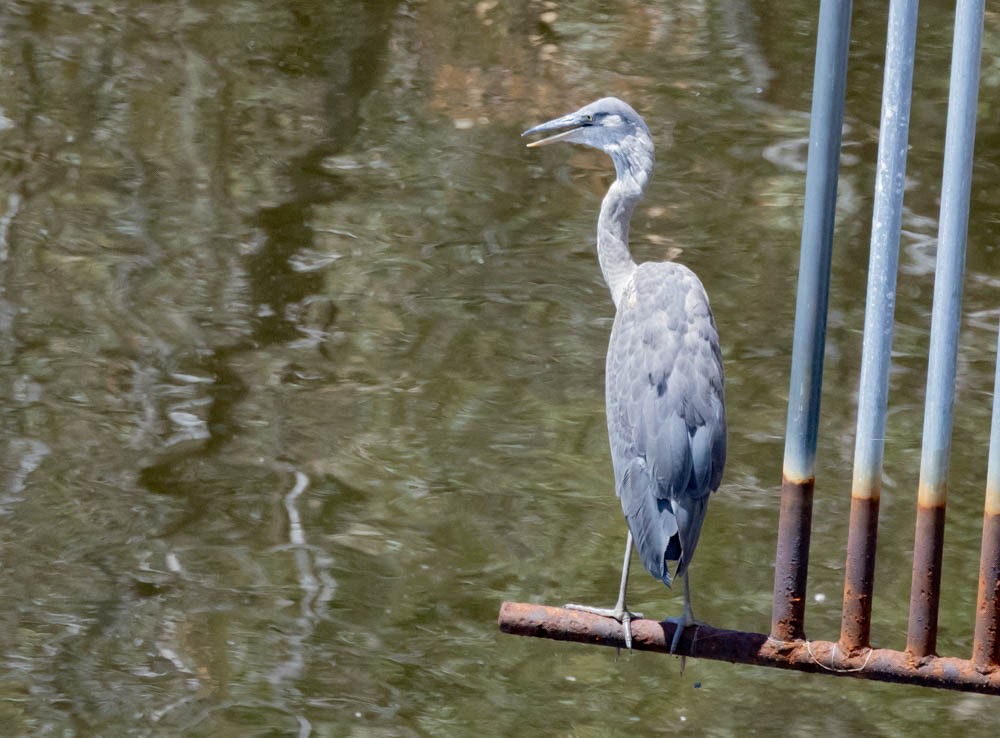 Great Blue Heron - ML638628358