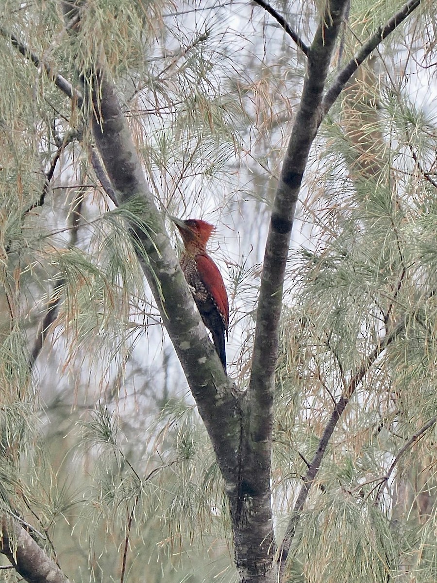 Banded Woodpecker - ML638628366