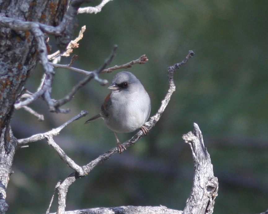 Junco ardoisé (dorsalis) - ML638628399