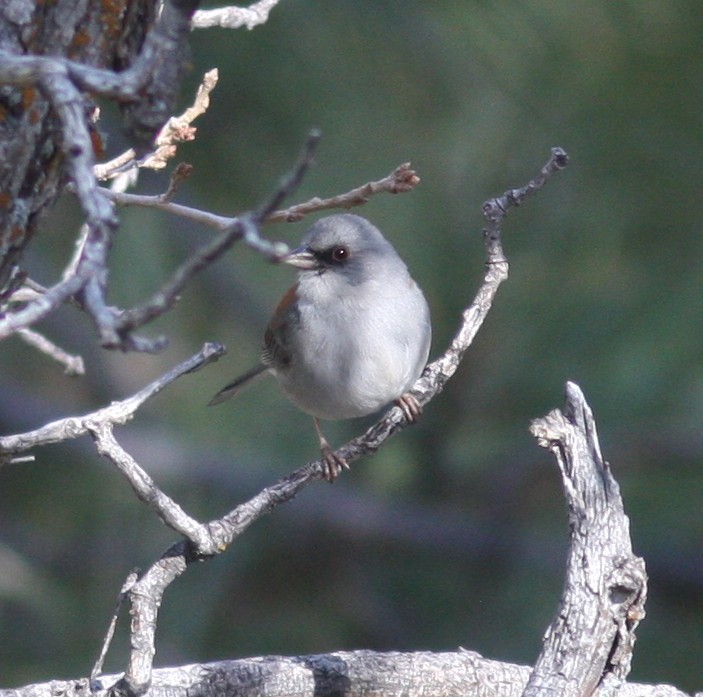 Junco ardoisé (dorsalis) - ML638628400