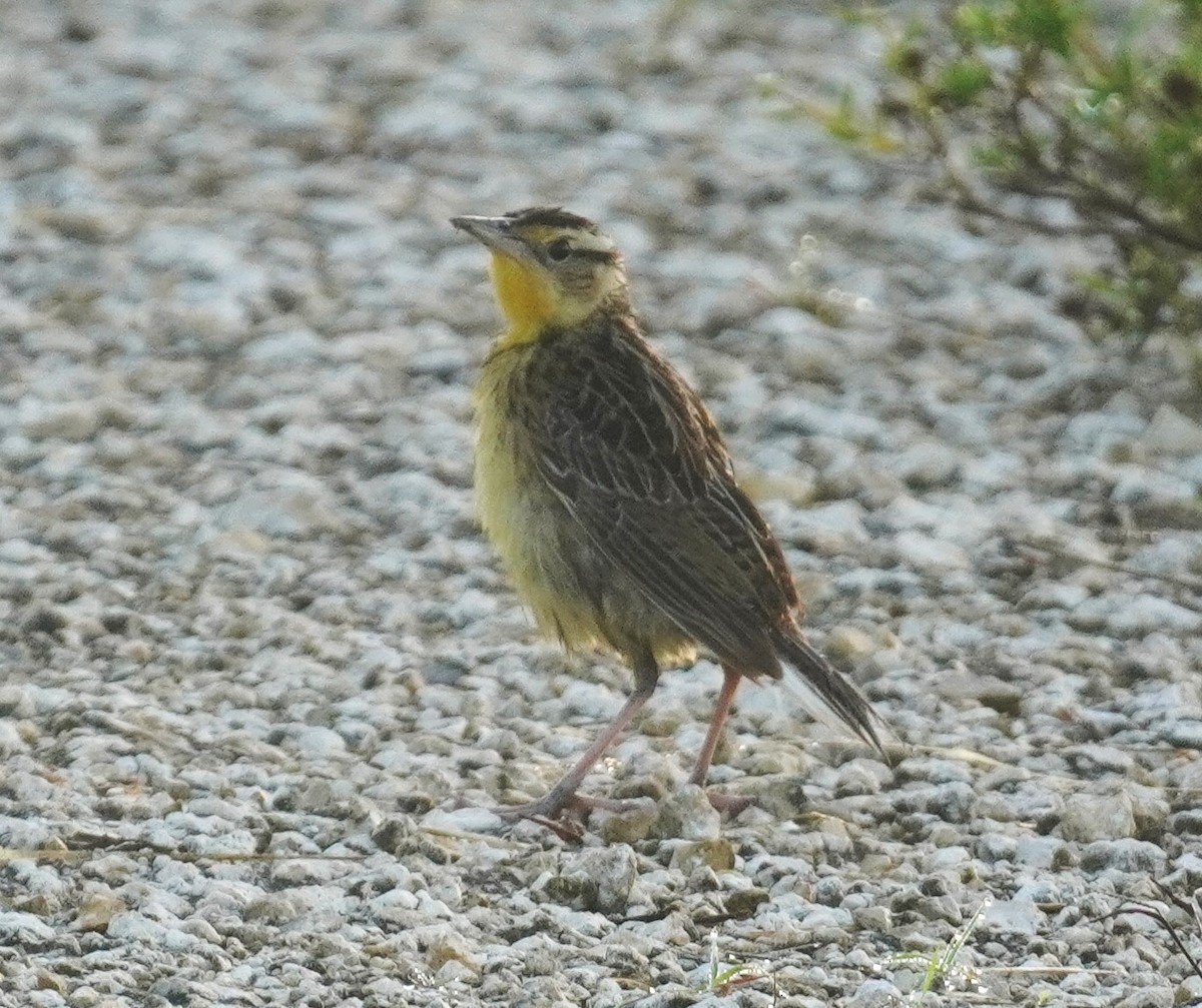 Eastern Meadowlark - ML638628415