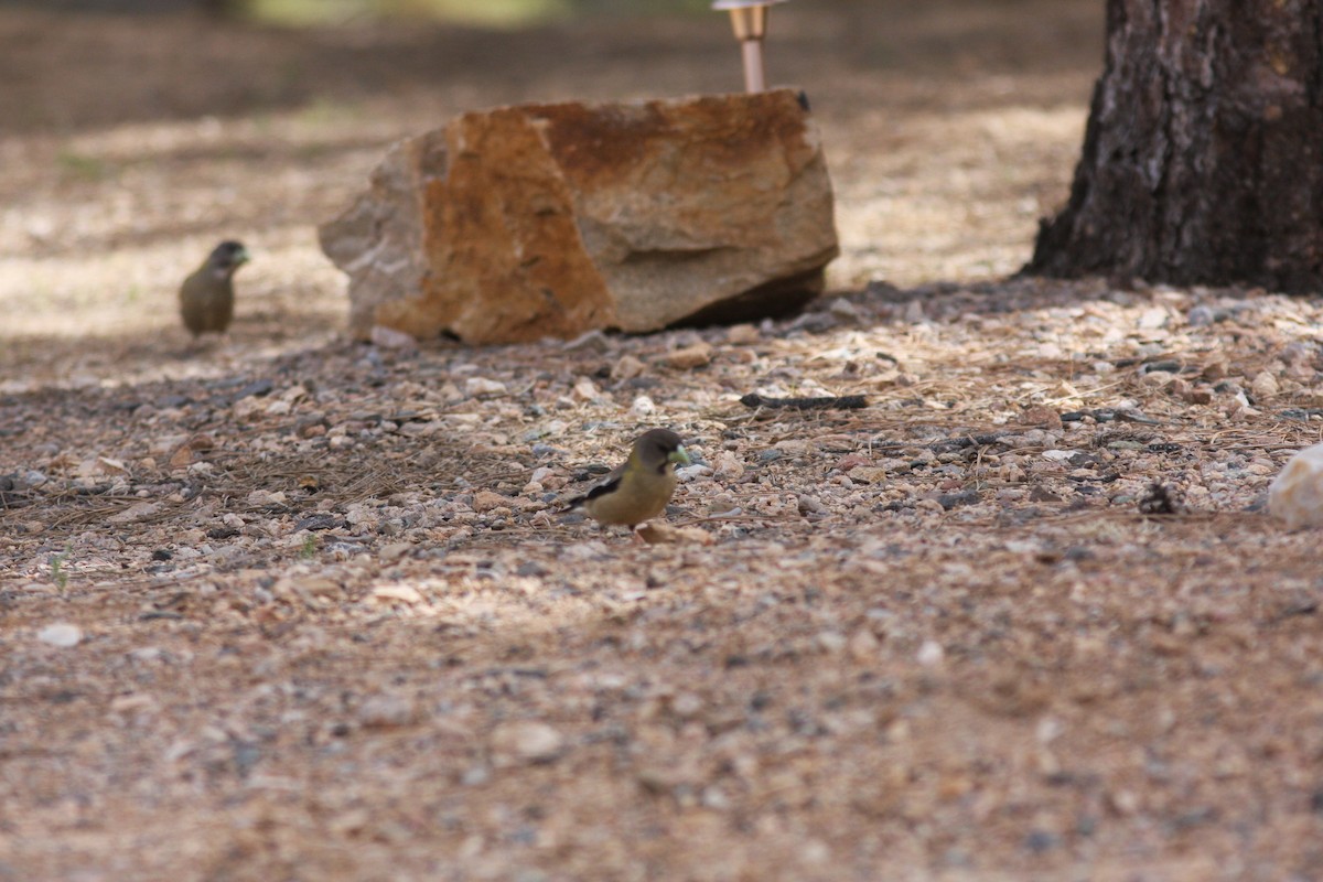 Evening Grosbeak - ML638628445