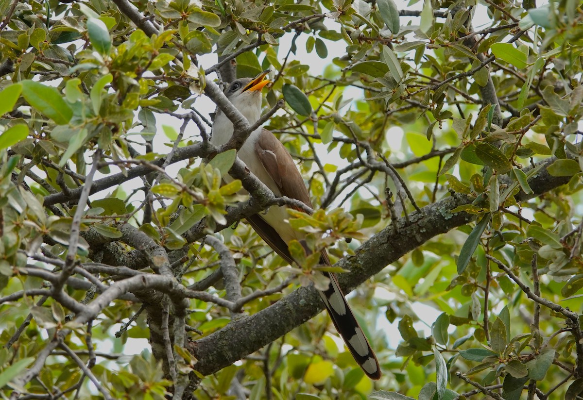 Yellow-billed Cuckoo - ML638628453