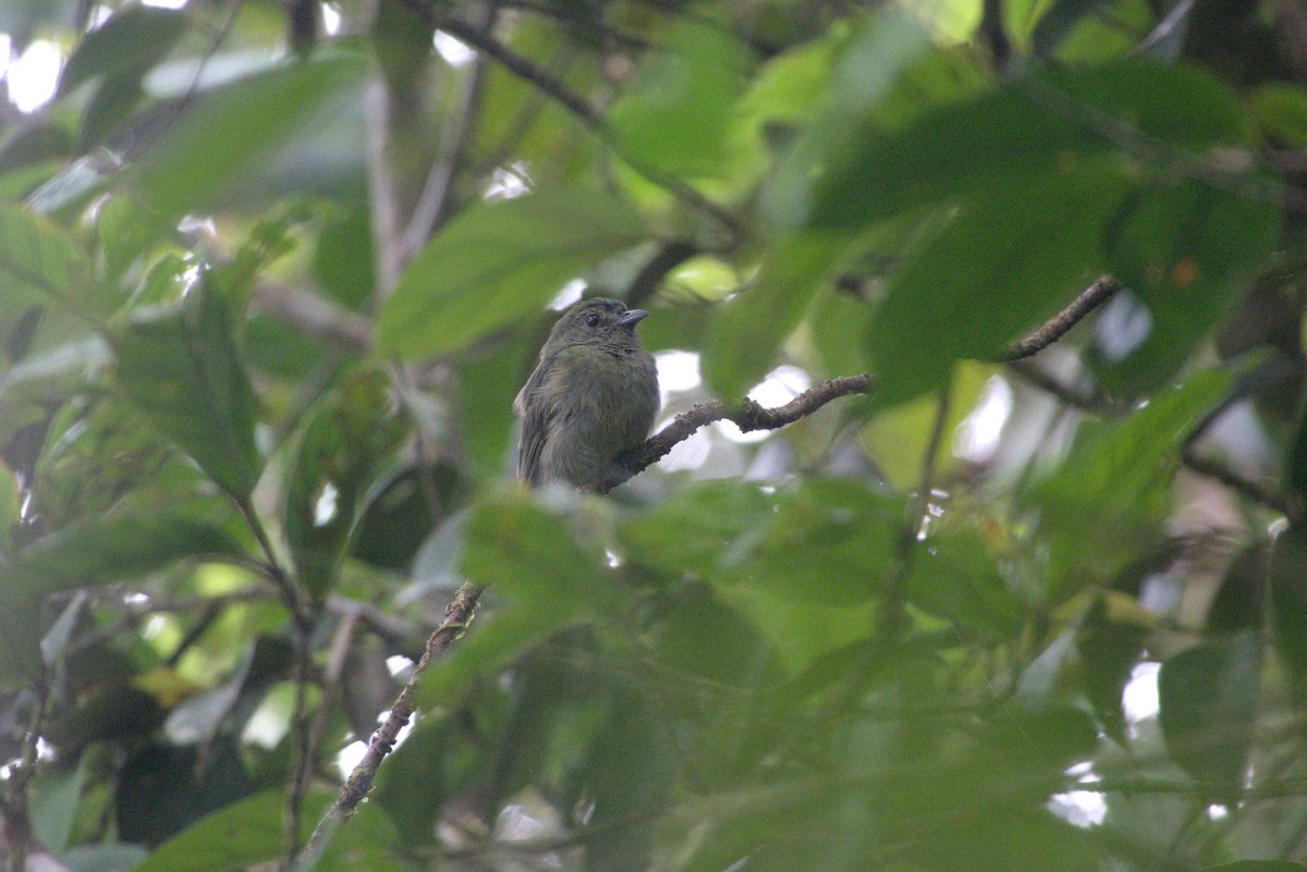 Black Manakin - ML638628468