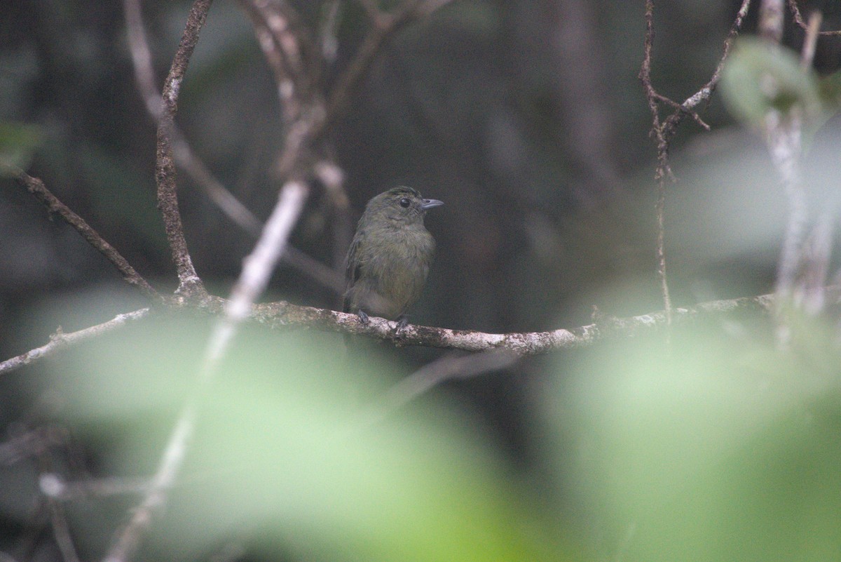 Black Manakin - ML638628469