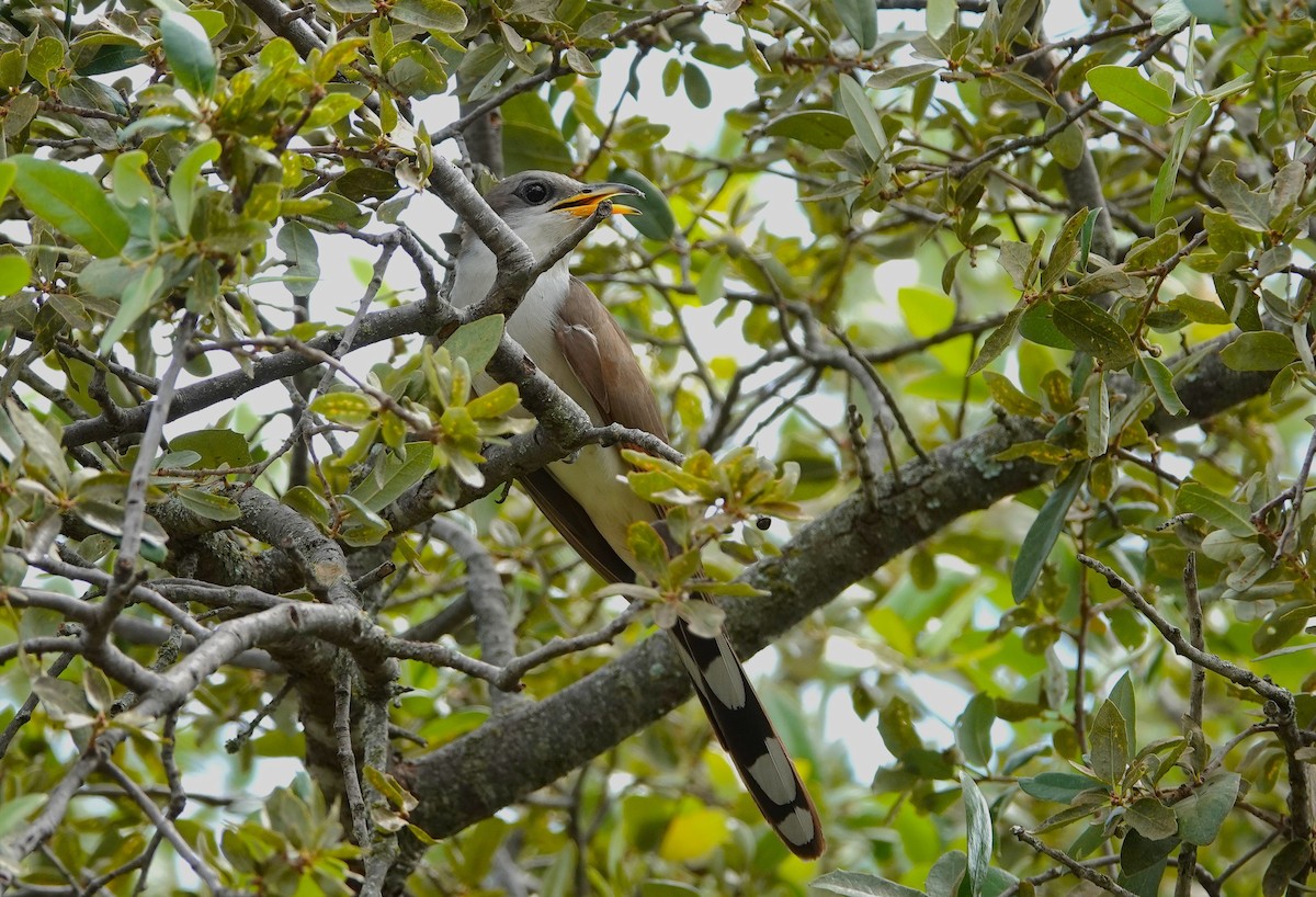 Yellow-billed Cuckoo - ML638628472