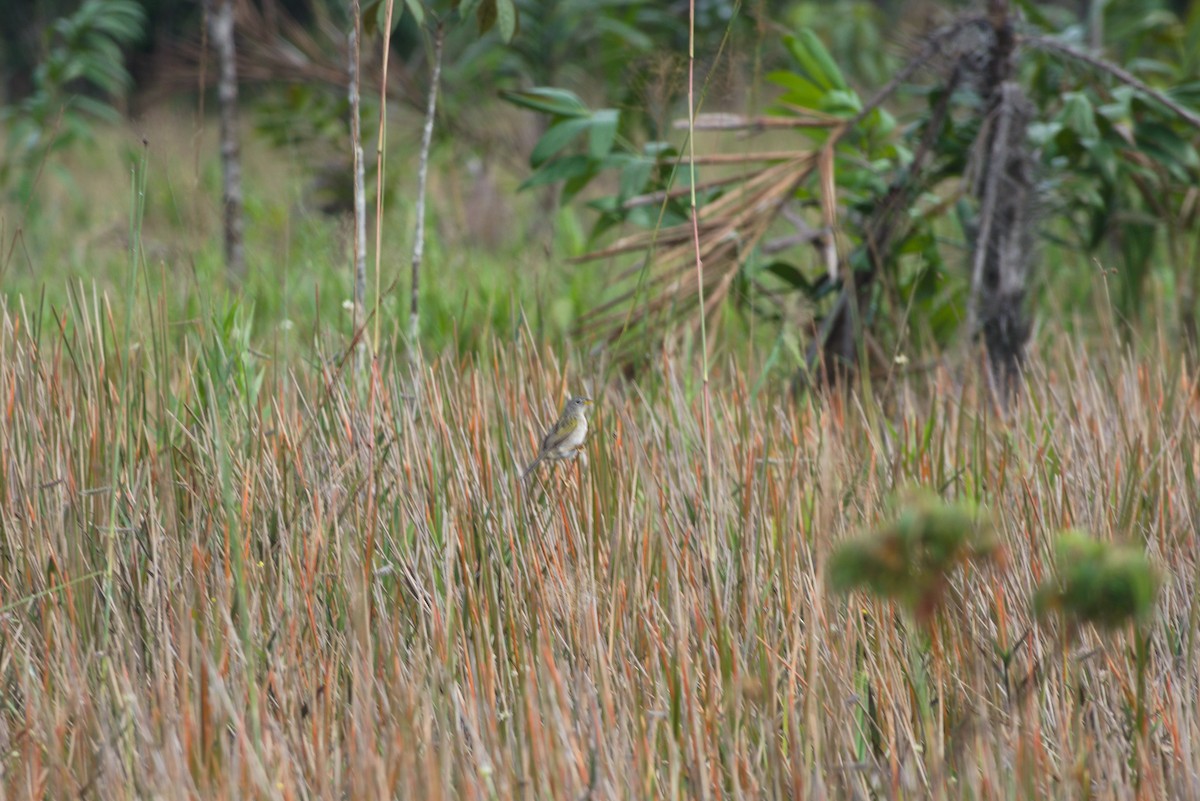 Wedge-tailed Grass-Finch - ML638628505