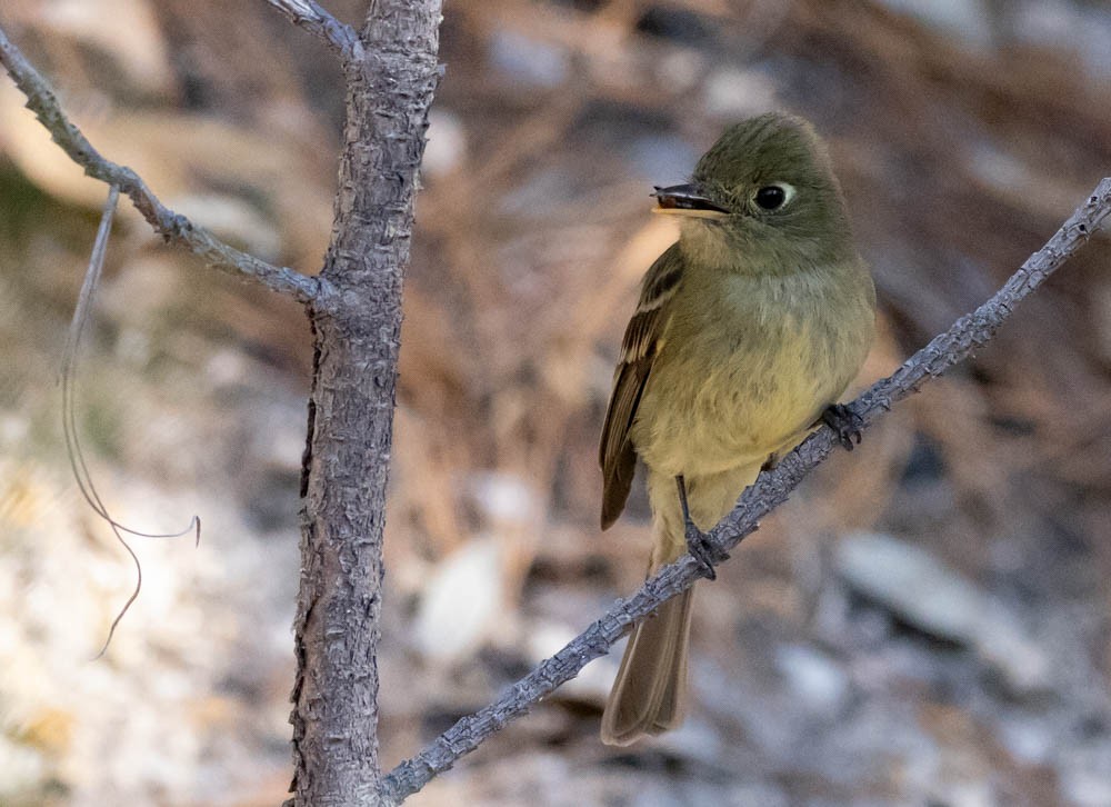 Western Flycatcher (Cordilleran) - ML638628508