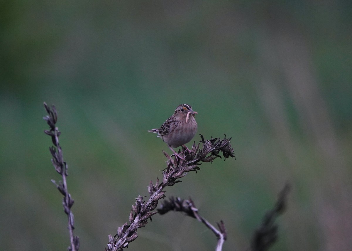 Grasshopper Sparrow - ML638628531