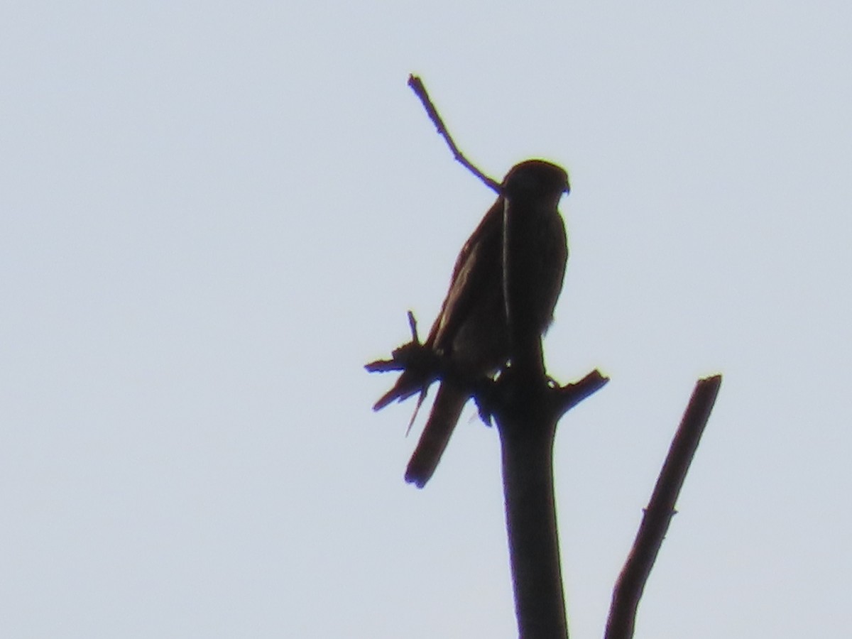Merlin - ML638628533