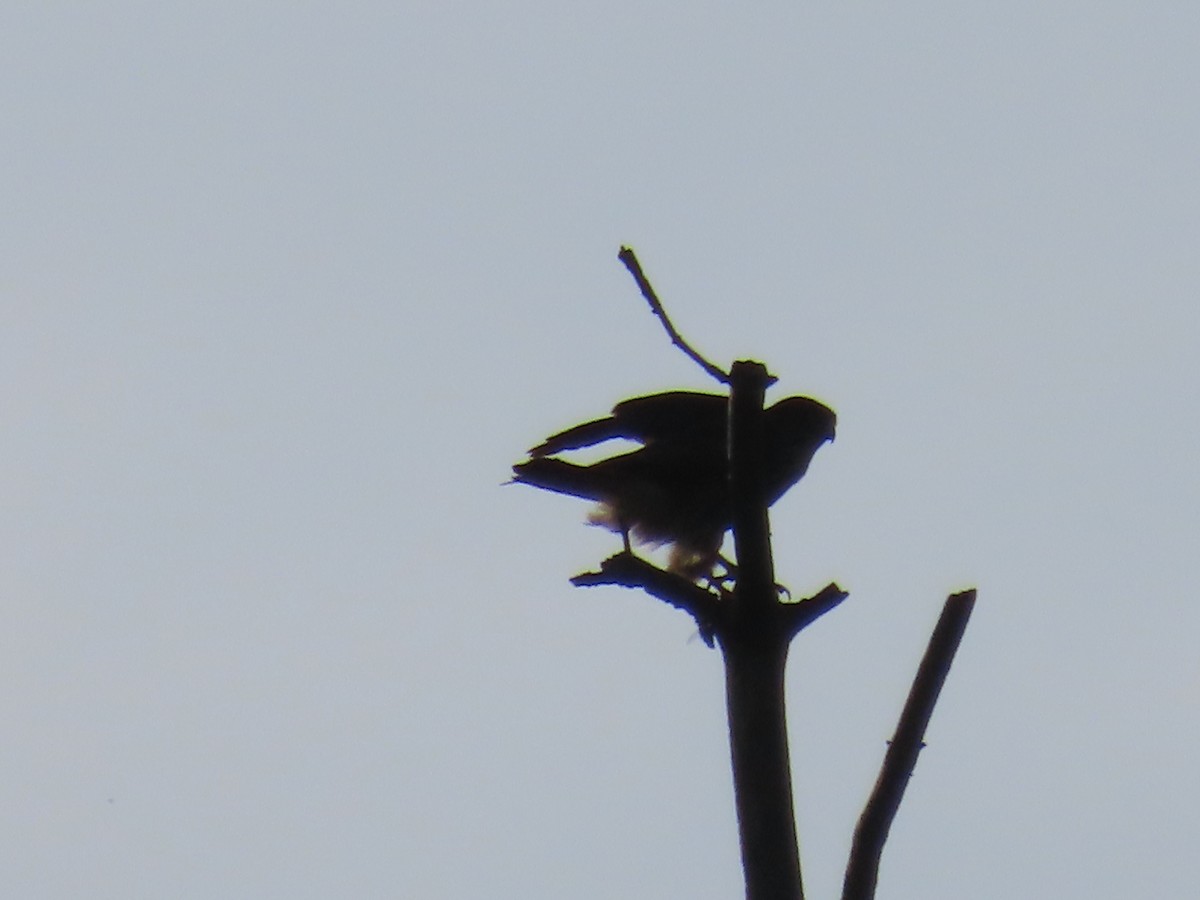 Merlin - ML638628540