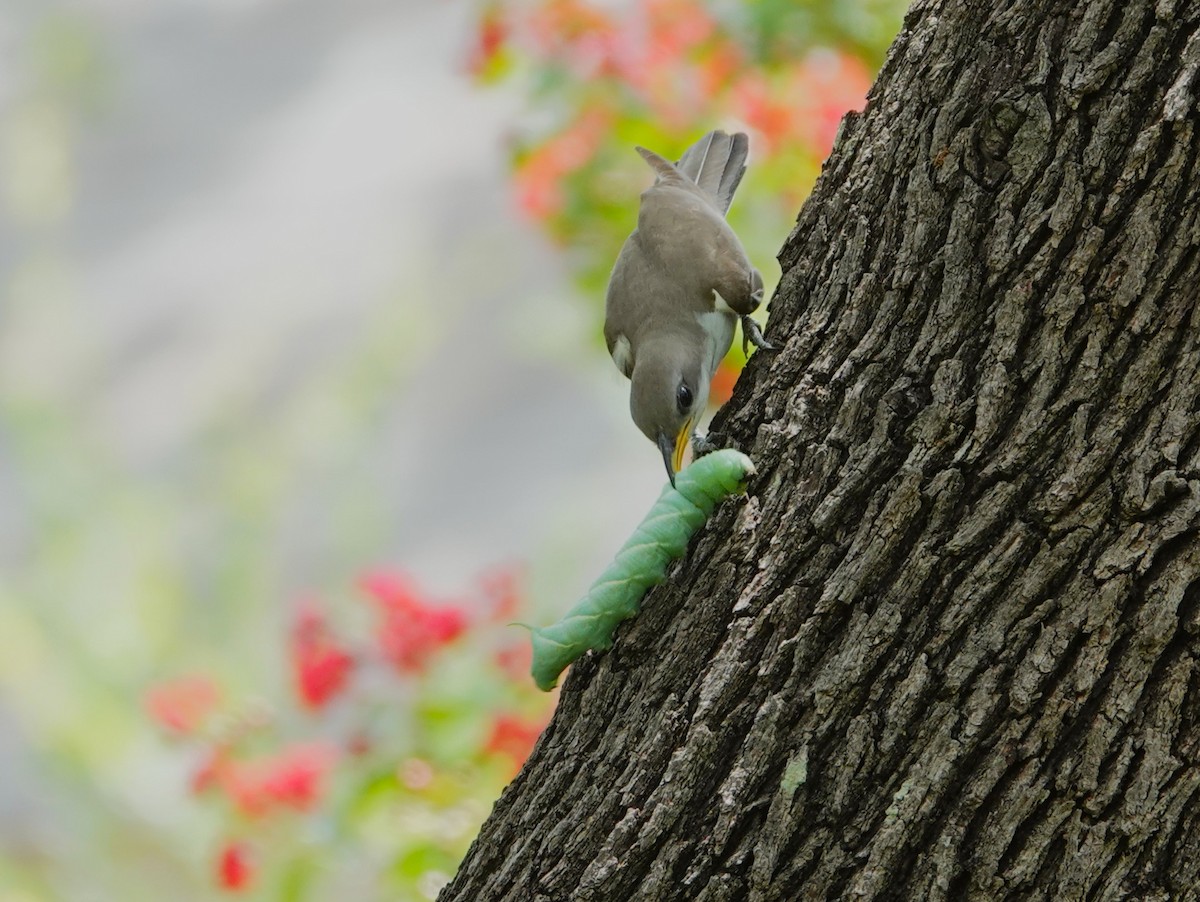 Yellow-billed Cuckoo - ML638628556