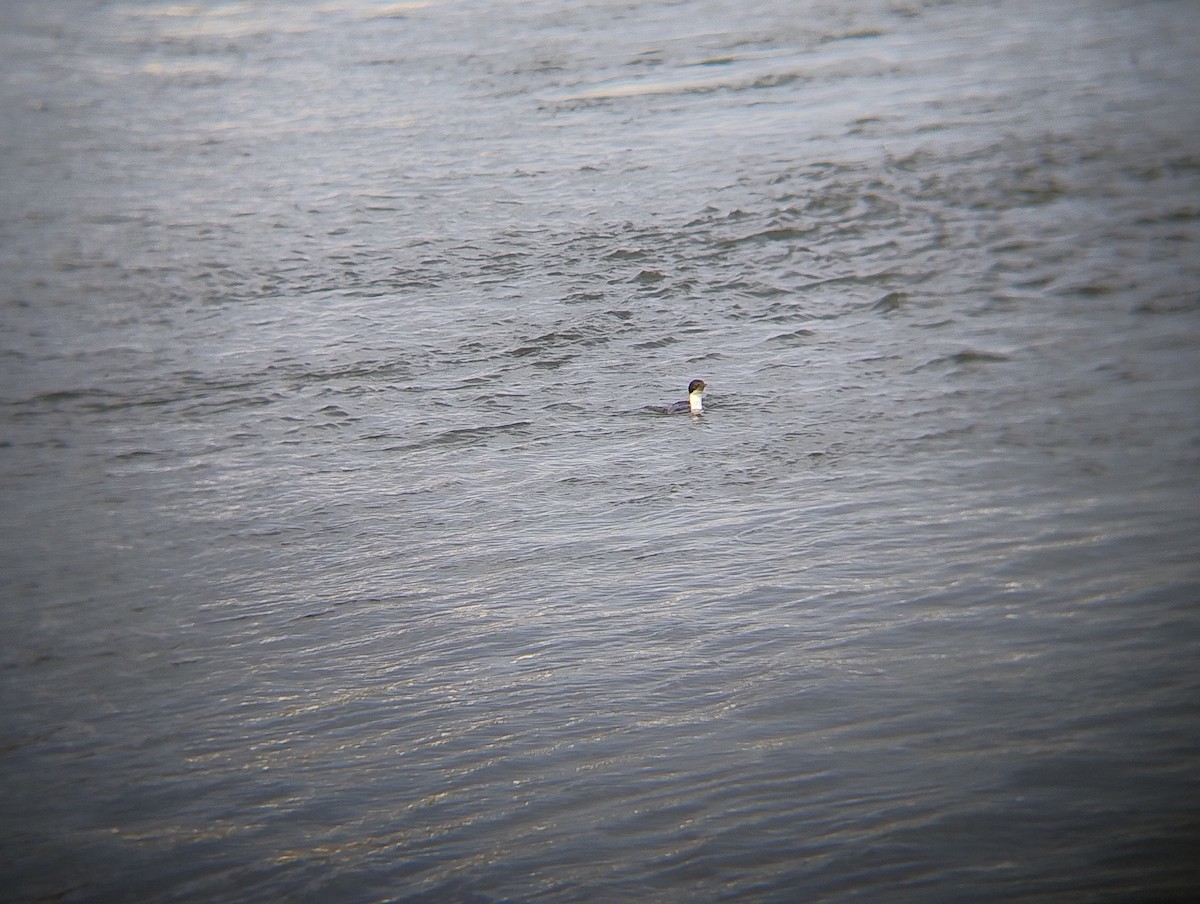 Imperial Cormorant - ML638628584