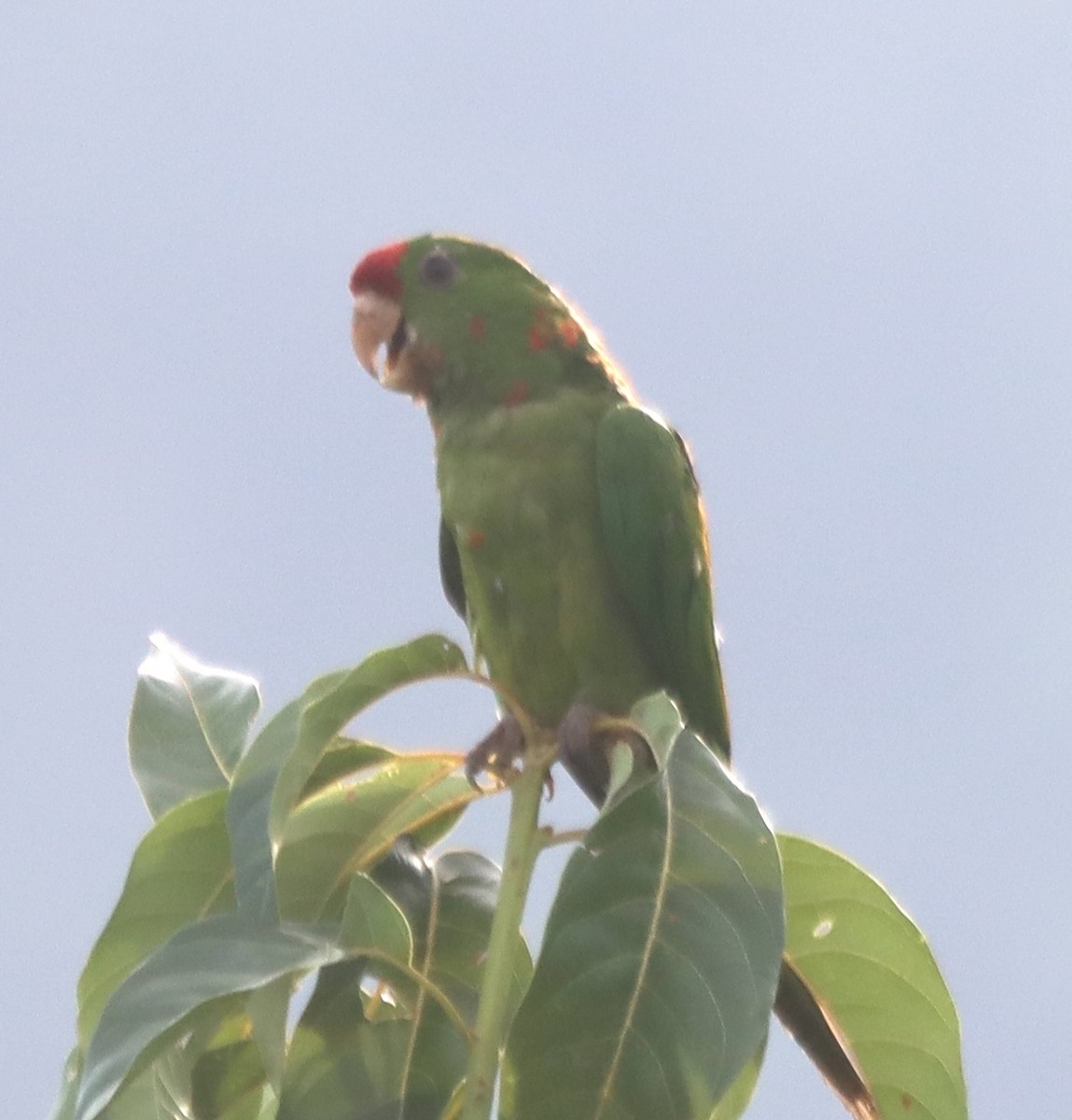 aratinga červenočelý - ML638628589