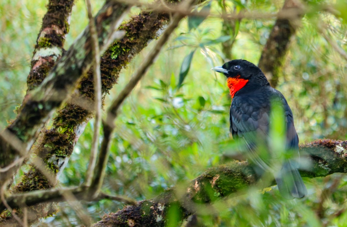 Red-ruffed Fruitcrow - ML638628607