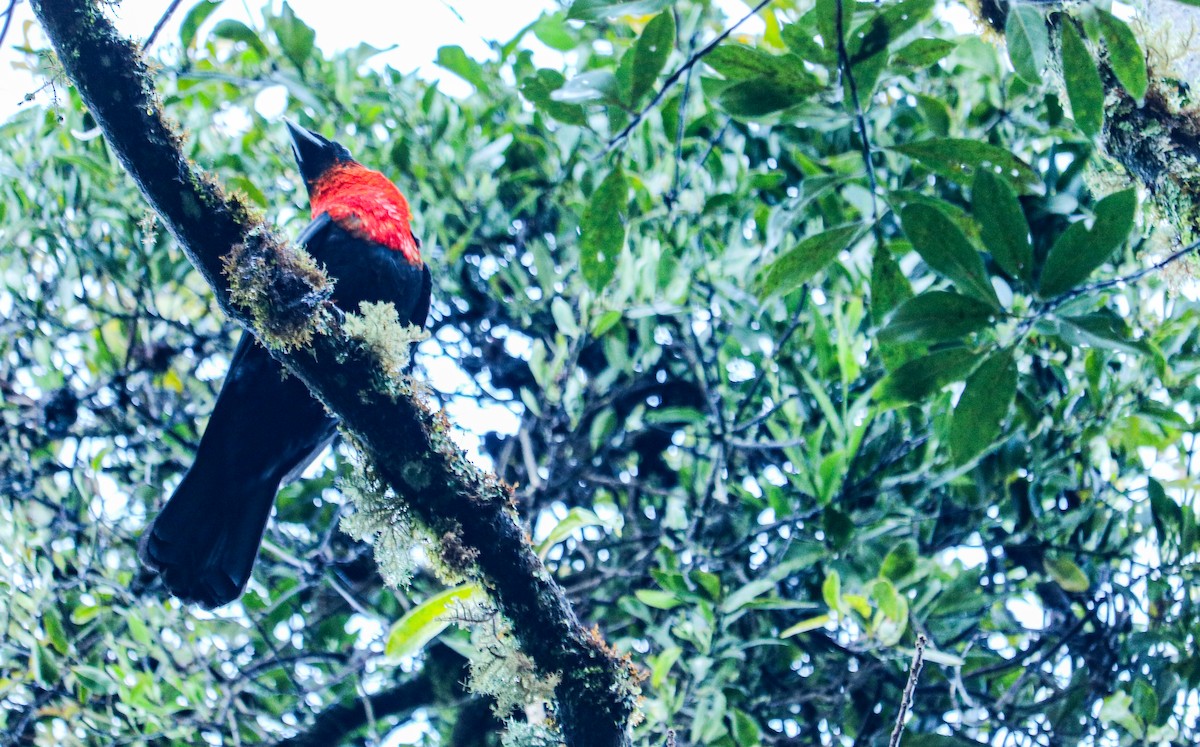 Red-ruffed Fruitcrow - ML638628621