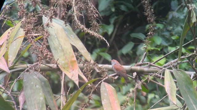 Violet Cuckoo - ML638628623