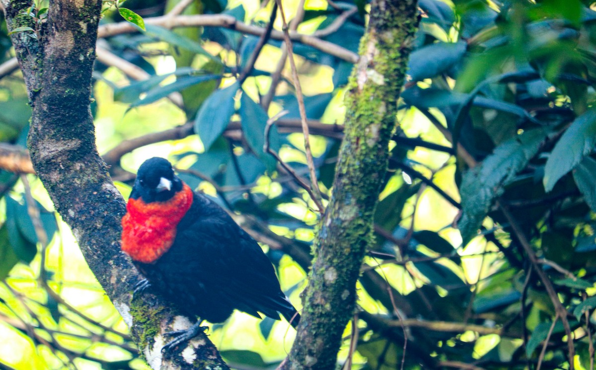 Red-ruffed Fruitcrow - ML638628638