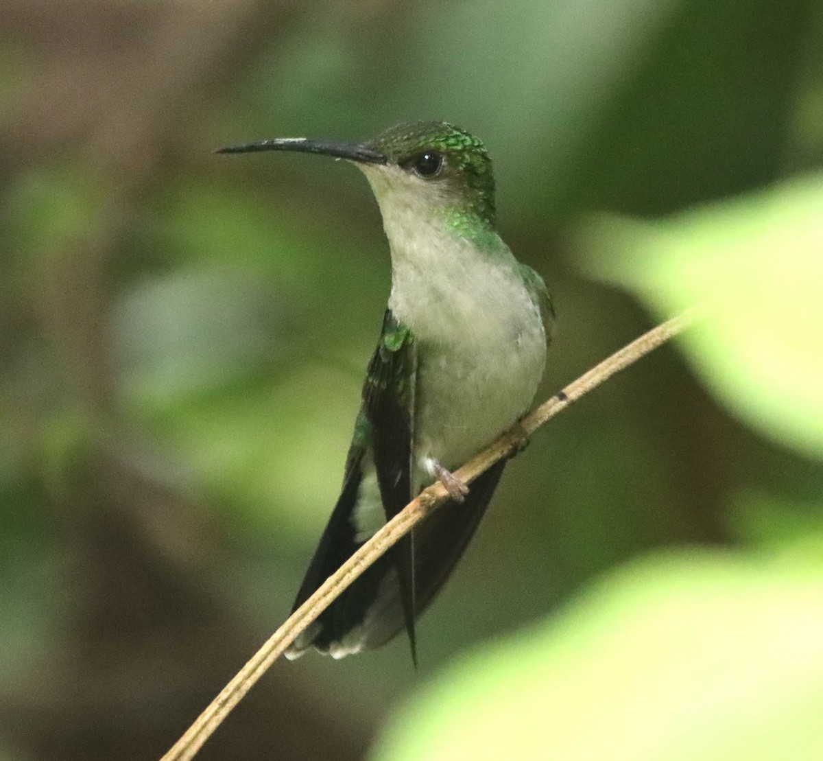 White-vented Plumeleteer - ML638628662