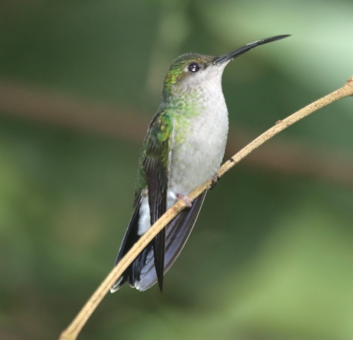 White-vented Plumeleteer - ML638628663