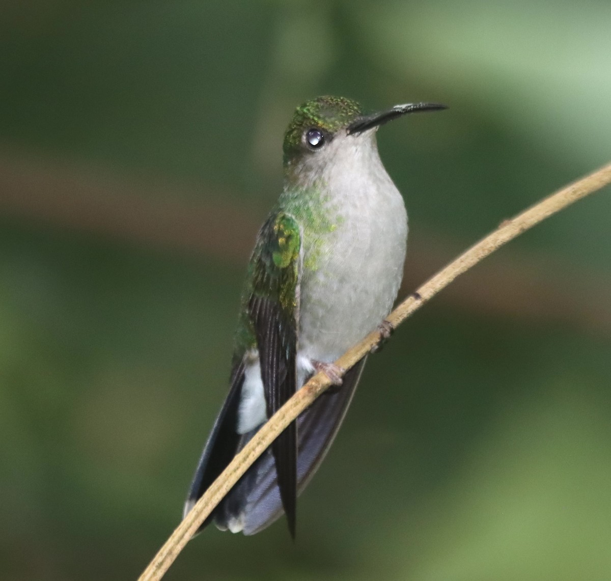 White-vented Plumeleteer - ML638628664
