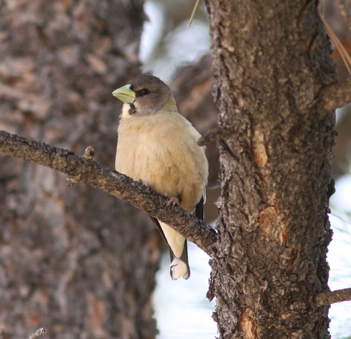 Evening Grosbeak - ML638628695