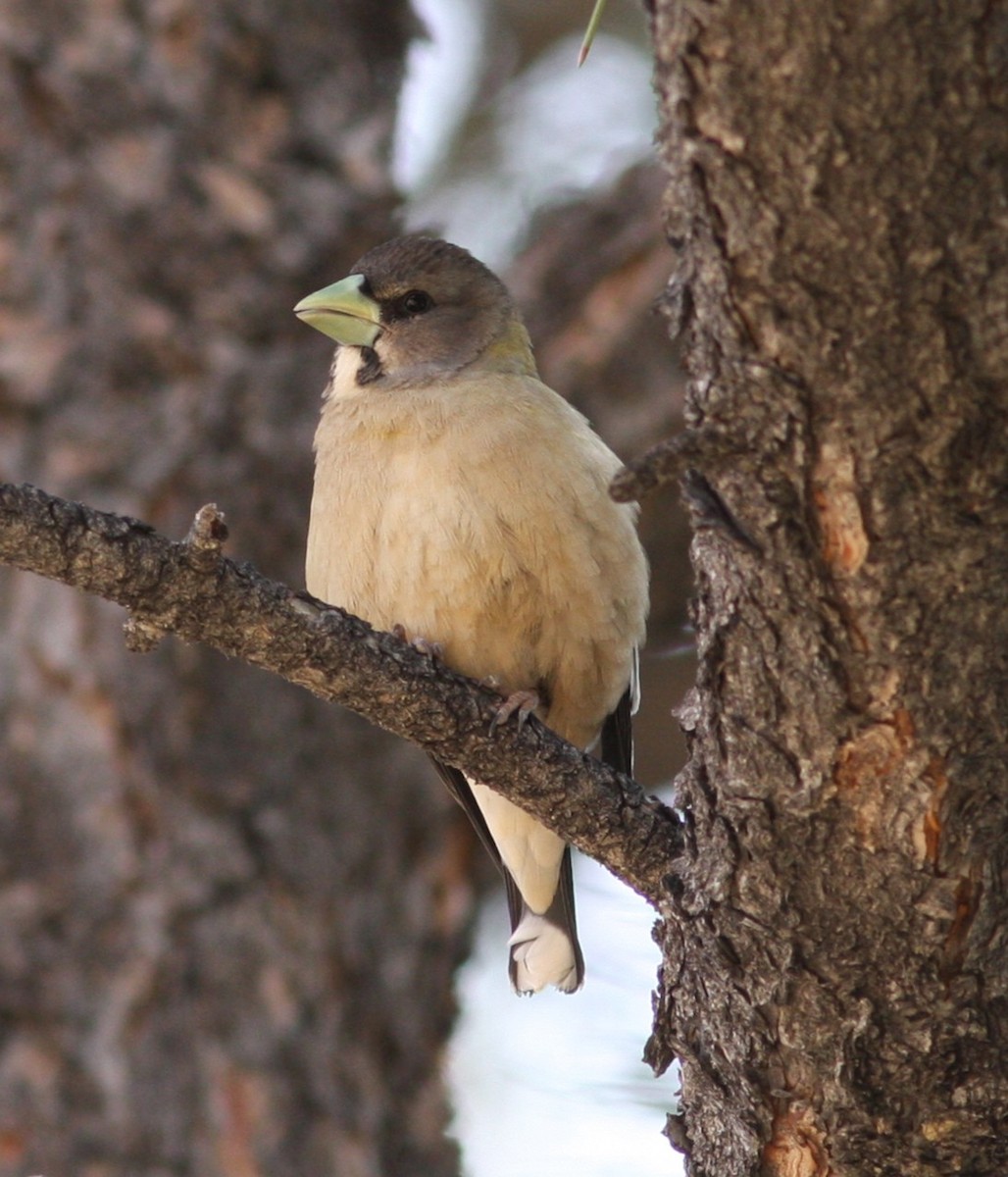 Evening Grosbeak - ML638628696