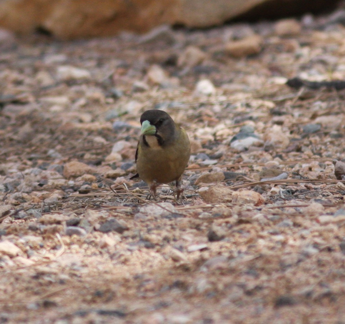 Evening Grosbeak - ML638628697