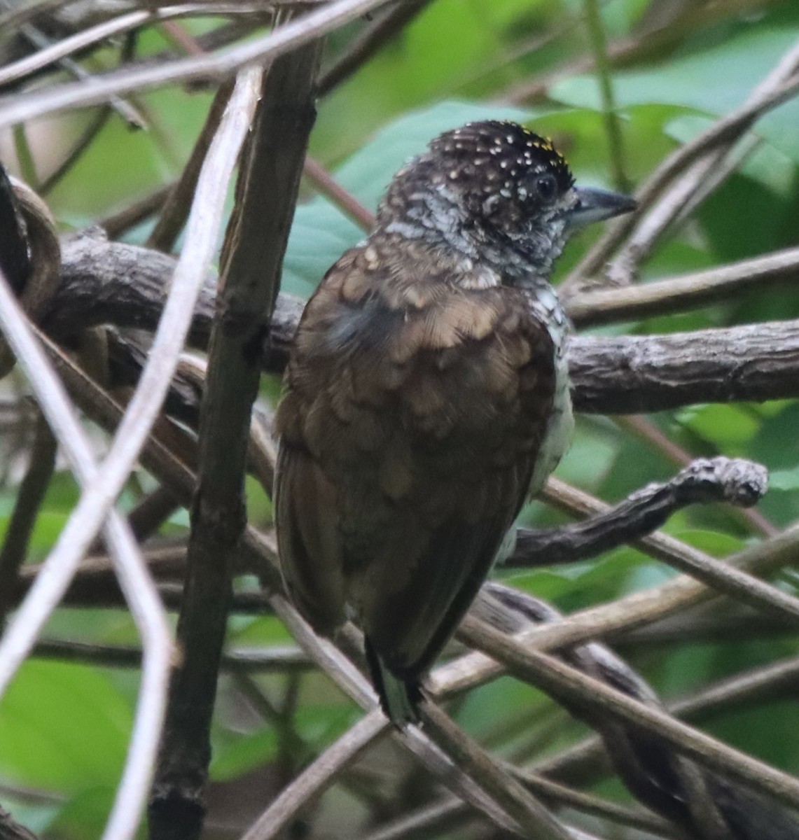 Scaled Piculet - ML638628729