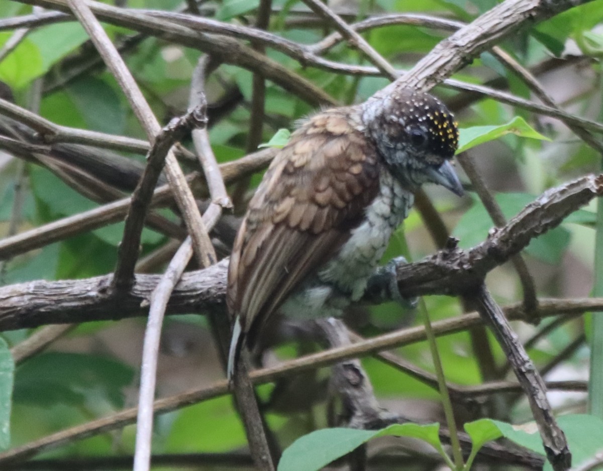 Scaled Piculet - ML638628730