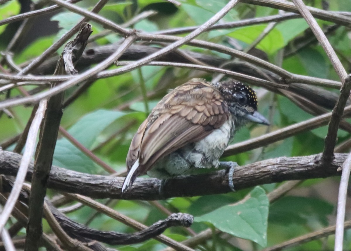 Scaled Piculet - ML638628731