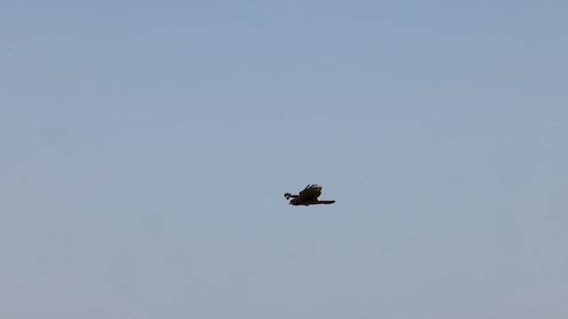 Northern Harrier - ML638628737