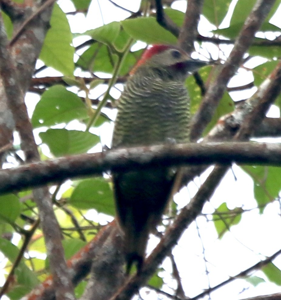 Golden-olive Woodpecker - ML638628760